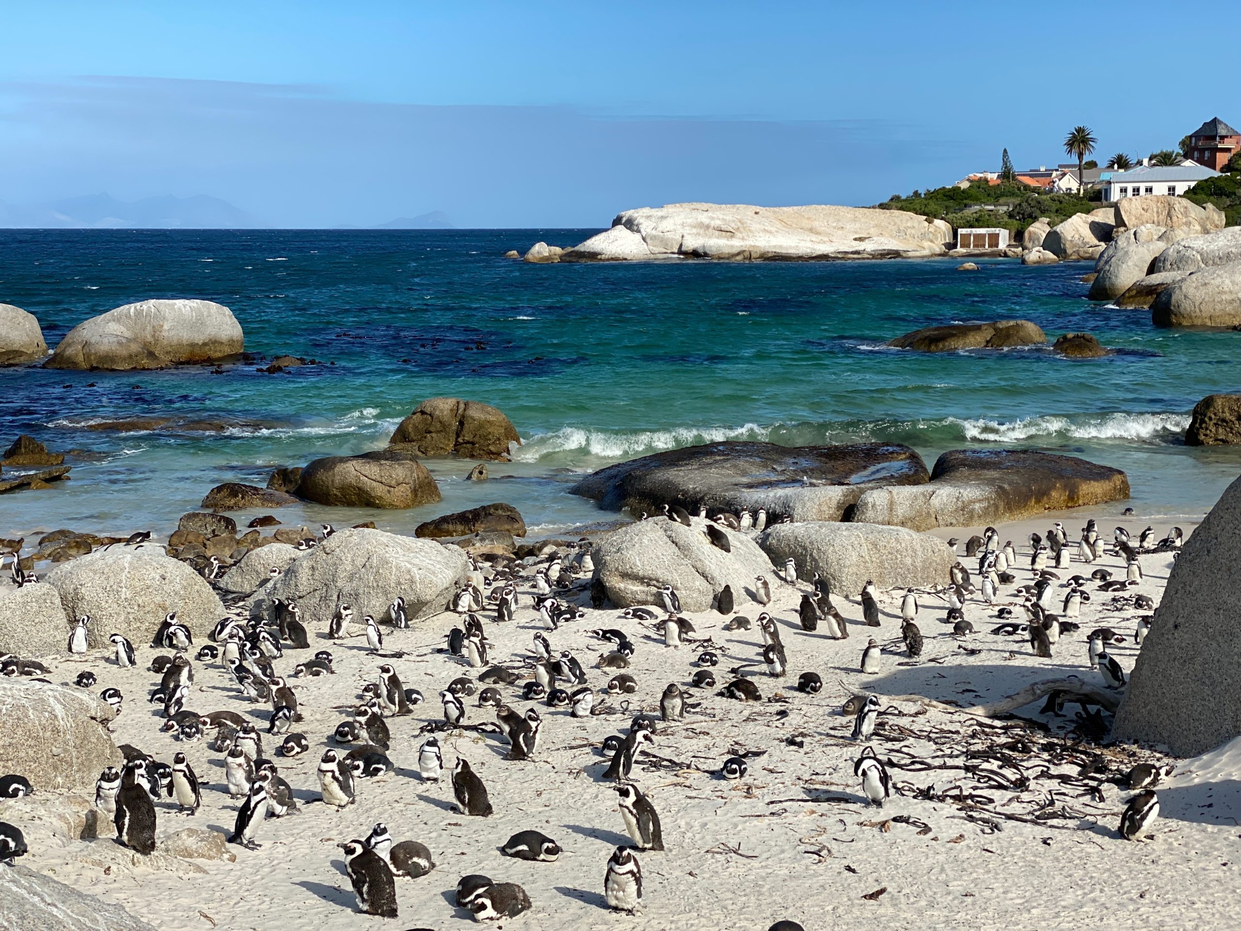 Cape Town Penguin Colony Boulders beach