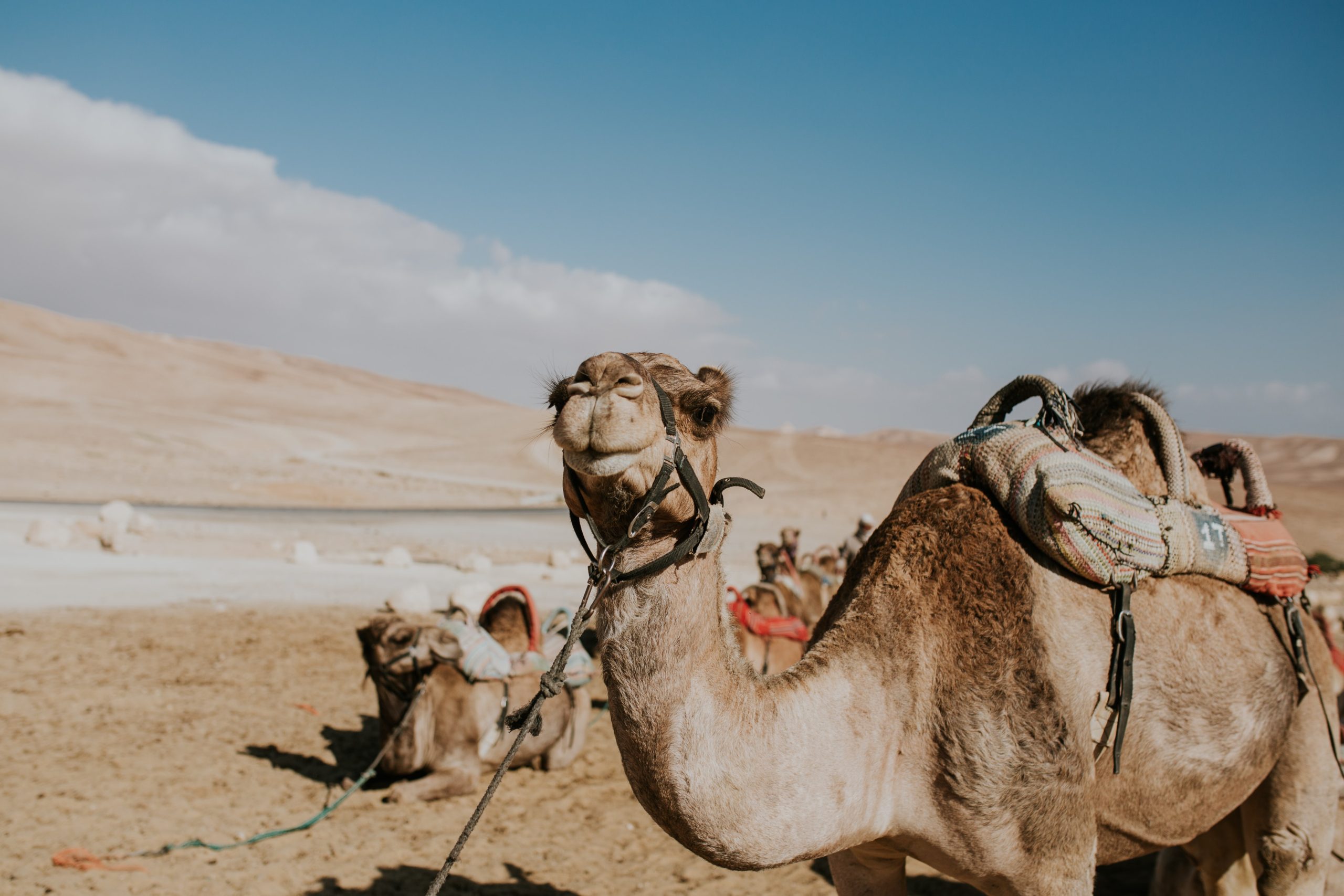 Tel Aviv camel ride Israel