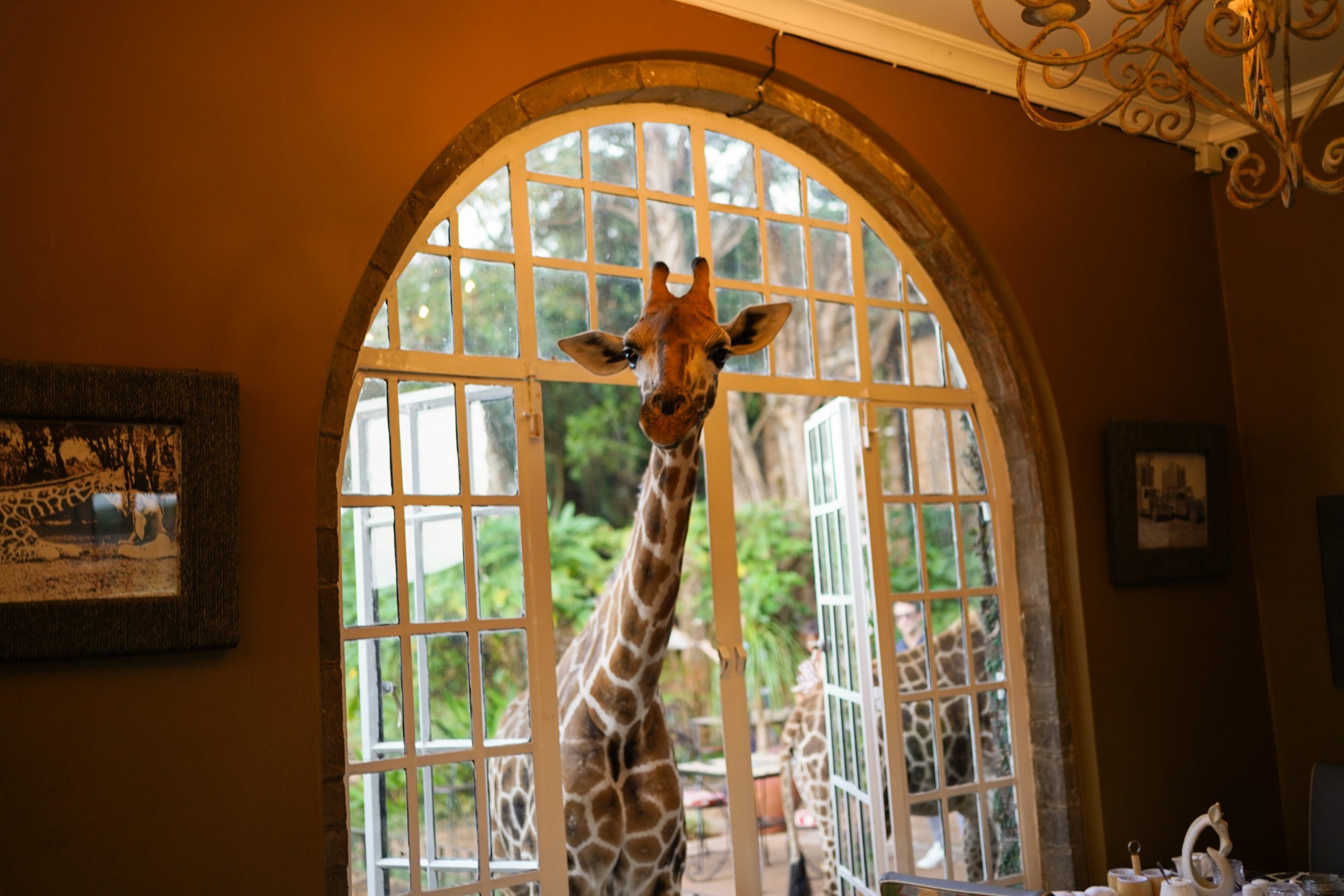 Kenya dine with giraffes giraffe manor unique