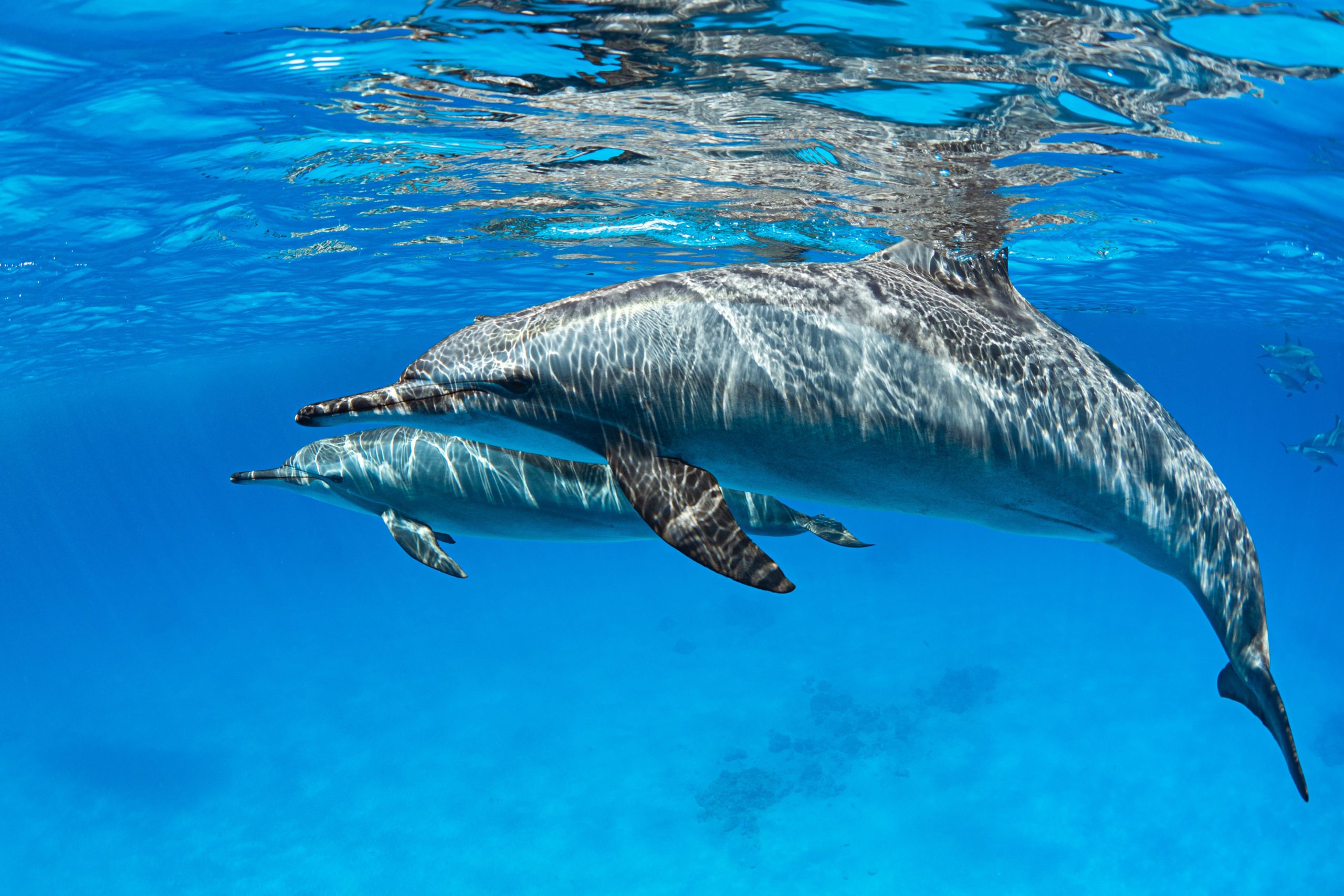 Tel Aviv dolphin swimming