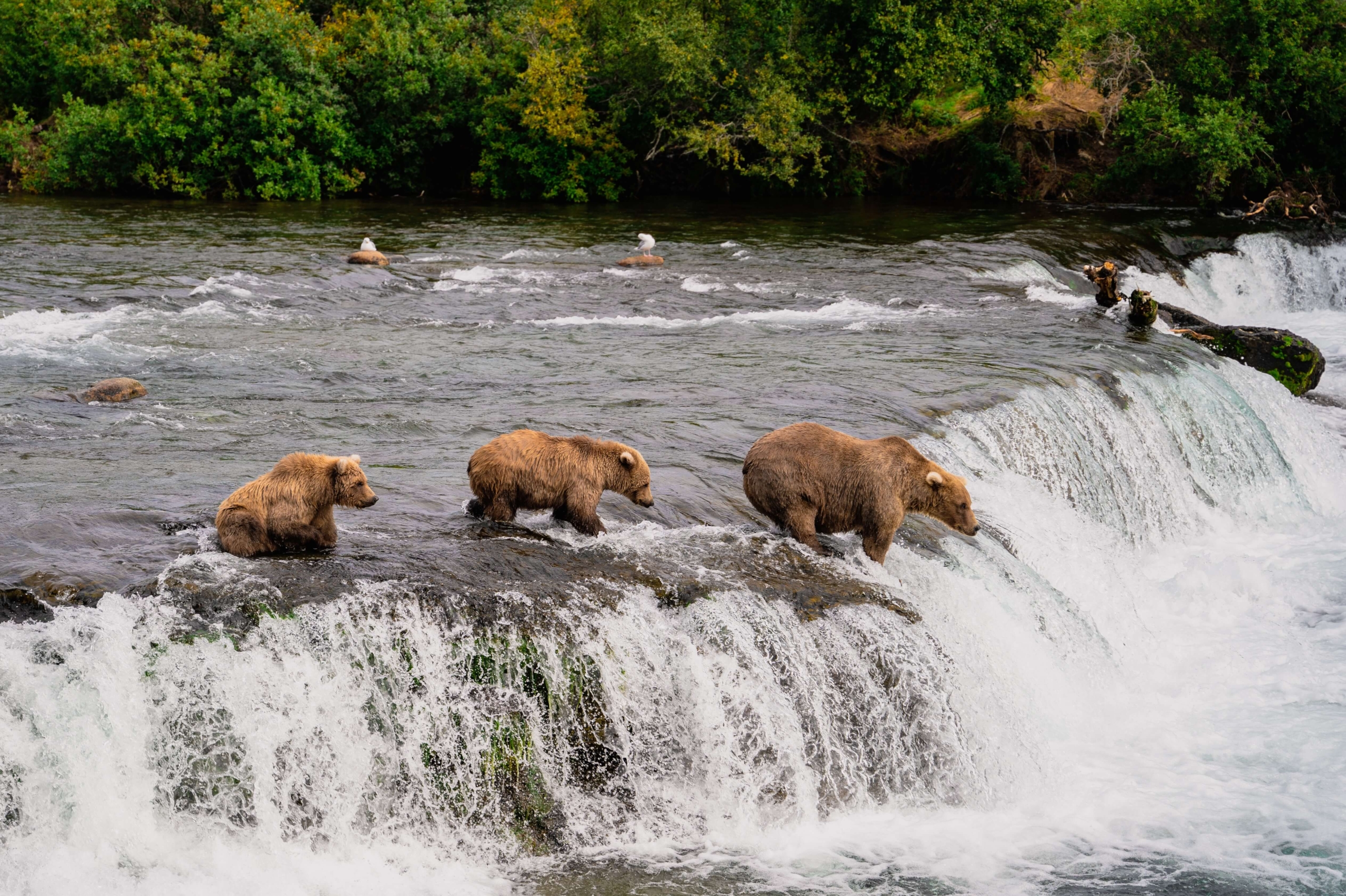 Katmai National Park Bears salmon fishing
