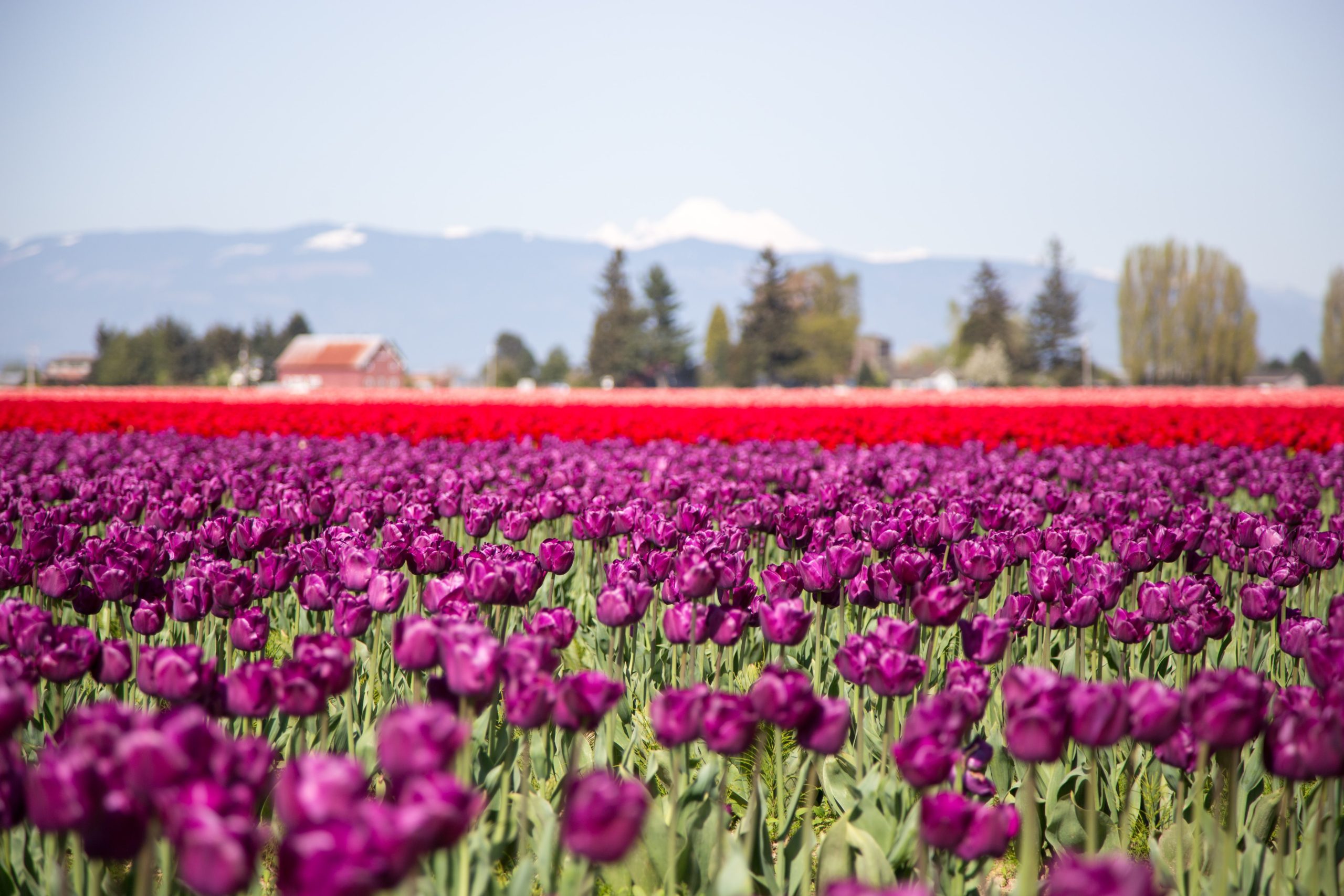 Pacific Northwest Skagit Valley Tulip Festival