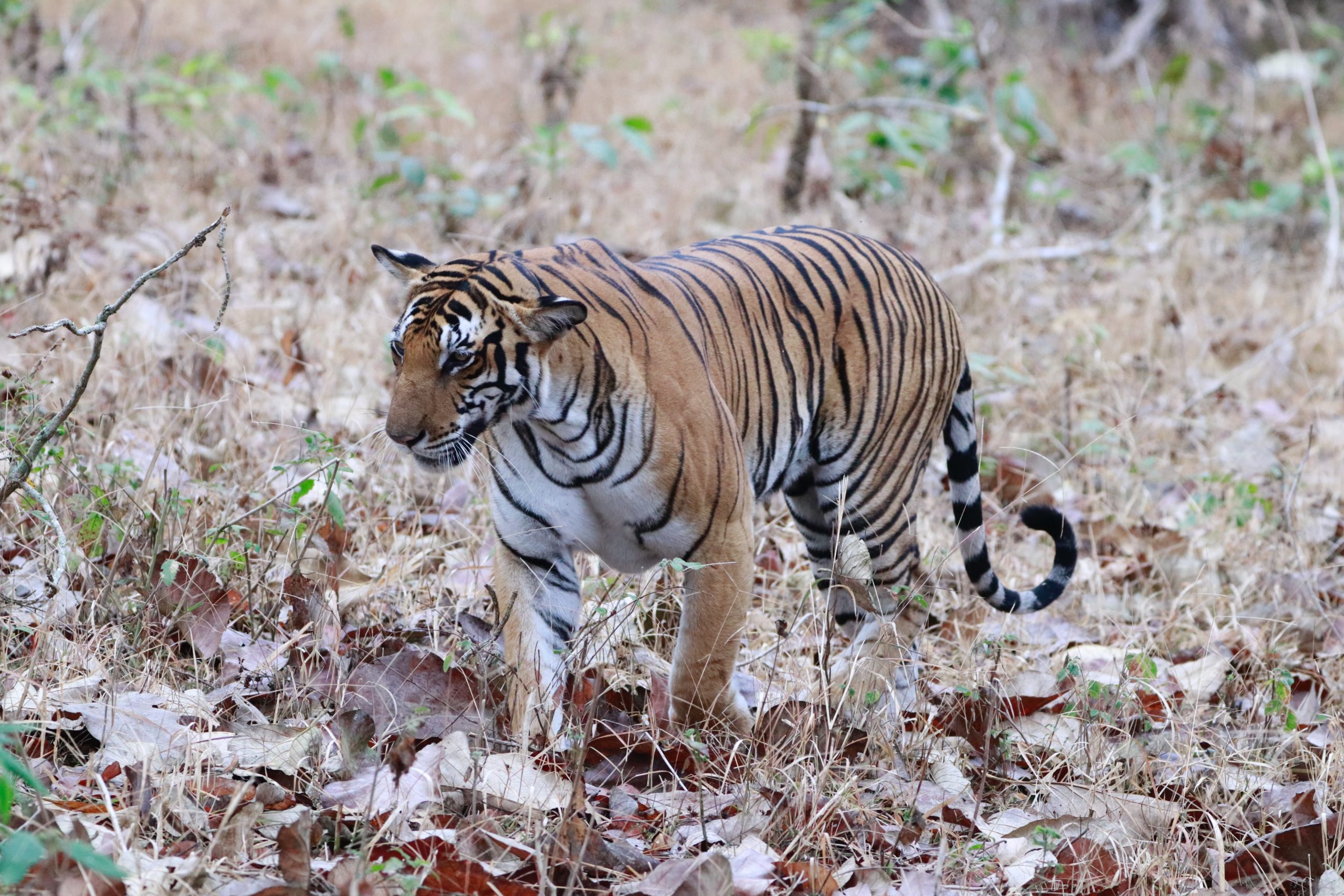 New Delhi Tiger safari India