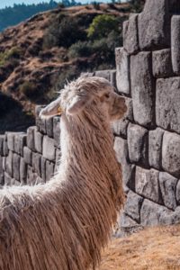 Sacsayhuaman alpacas llamas Cultural gems in Peru
