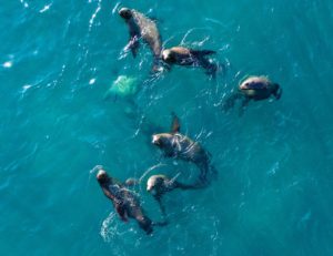 swim with sea lions Peru