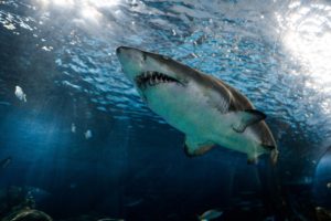 Best Adventures in Kuala Lumpur shark diving