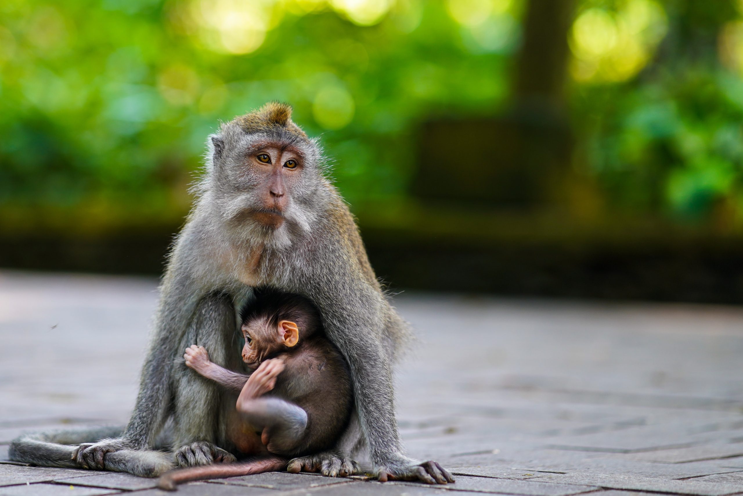 sacred Monkey forest Bali