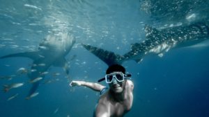 The best adventures in Jerusalem swim with sharks