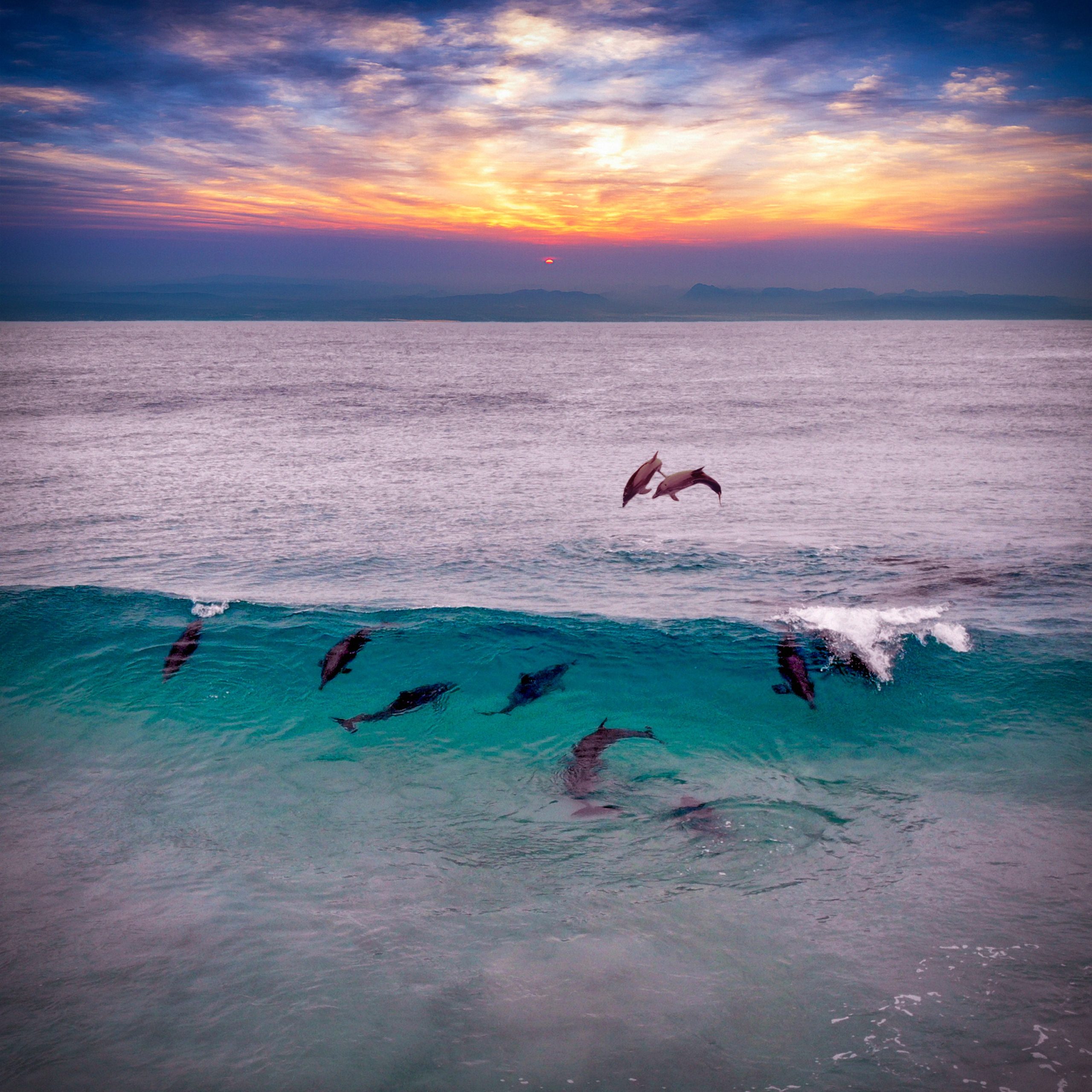 Sunshine Coast Tangalooma Dolphins Australia