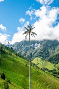 Tallest Palm Tree best adventures Colombia