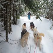 Quebec dog sledding