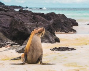 Seals Galapagos Islands
