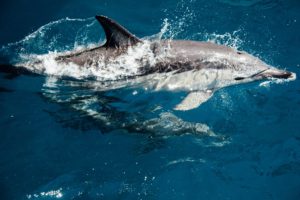 Swim With Wild dolphins Curacao Adventure Lovers