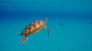 Snorkel With Wild Turtles, Curacao Adventure Lovers