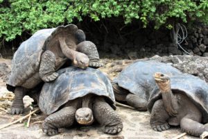 Tortoise Reserve