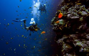 Dive coral reefs Saint Lucia