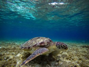 Snorkel with sea turtles Cebu adventure