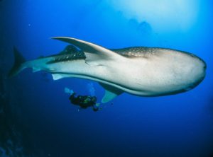 swim with whale sharks Cebu adventure