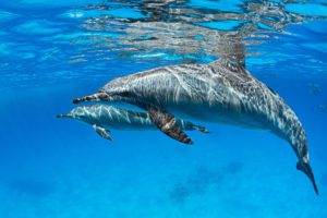 Dolphin swim Florida