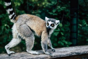 lemurs in Madagascar