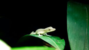 Gecko walk Madagascar
