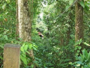 Zipline through the jungle Saint Lucia