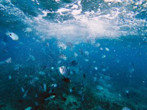 Scuba Diving Mauritius 
