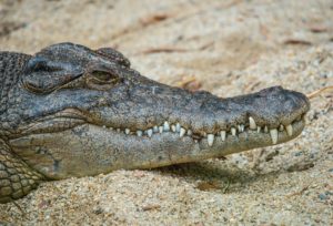 Crocodiles Alligators Destin Florida