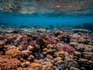 Reef snorkel Turks and Caicos