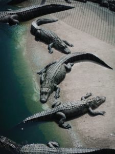 Saltwater Crocodiles Cairns