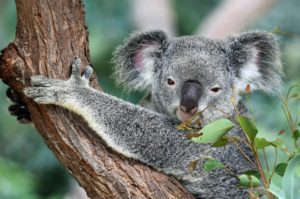 Koala Cairns