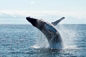 Whale Watch, Snorkel, and Kayak the Channel Islands 