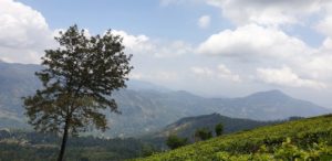 Trek the Ceylon Tea Trails  Sri Lanka