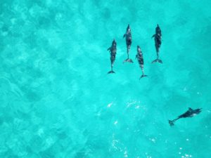 Swim with wild dolphins Perth