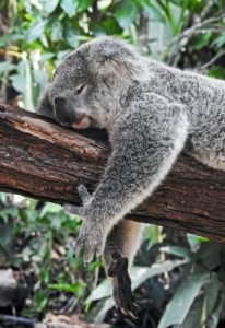 Koala Perth
