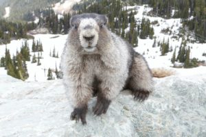 marmots Whistler