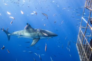 Shark cage dive Ozarks