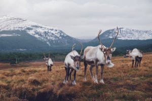 Reindeer Scotland Highlands