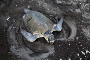 turtles Costa Rica