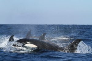 Whale and Orca watching Perth
