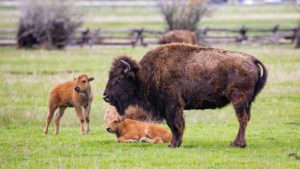 Wild Buffalo/Bison sightings