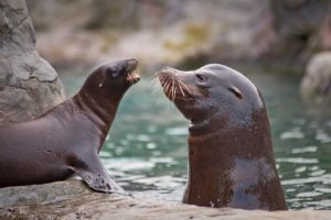 swim with sea lions Perth