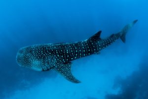 whale shark dive cabo