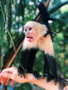 monkeys Costa Rica