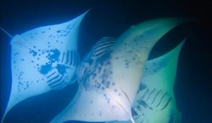 Night Diving with manta rays