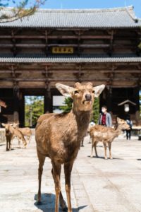 Nara Japan Deer