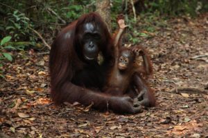 Help Out At An Orangutan Rehabilitation Facility