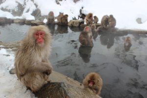 Watch The Snow Monkeys Bath In Hot Springs In Japan