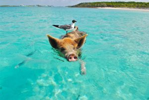 Swim With Pigs In The Bahamas Or Koh Samui