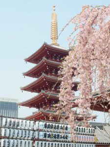 Cherry Blossom Japan